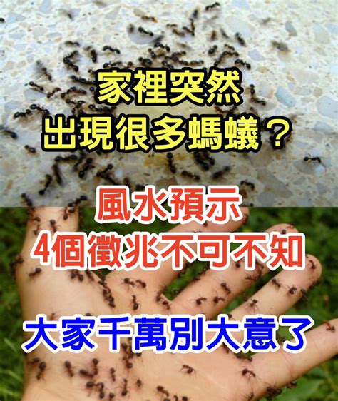 家裡突然很多螞蟻|家裡出現很多小螞蟻是怎麼回事？為什麼家裡有很多小。